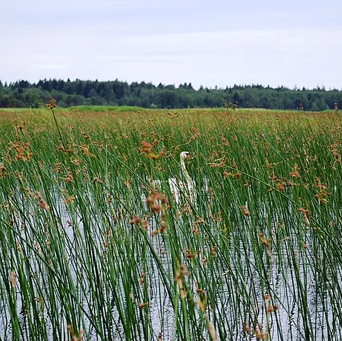 Красотка в камышах