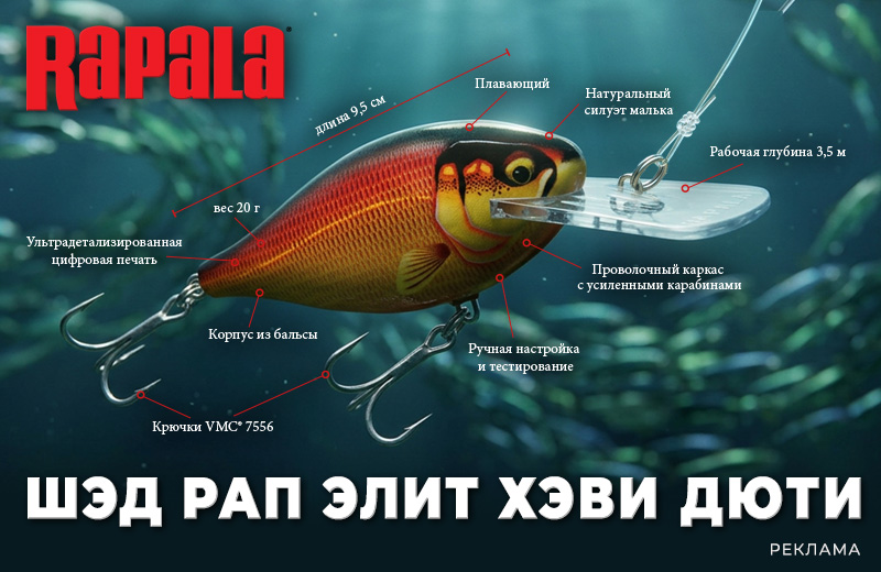 Шед рап элит хеви